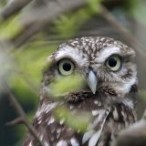 Die einst in der Schweiz fast ausgestorbenen Steinkäuze breiten sich wieder aus. (Archivbild) KEYSTONE/MARKUS STUECKLIN